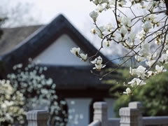 院立東方龍?zhí)ь^，滿園春風(fēng)花漸開